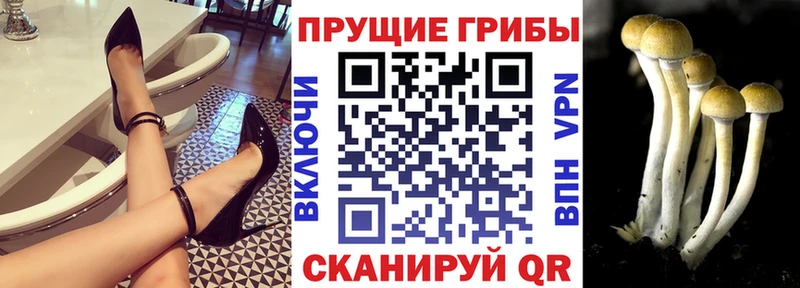 Галлюциногенные грибы MAGIC MUSHROOMS  гидра как зайти  Тайшет  купить наркотики сайты 